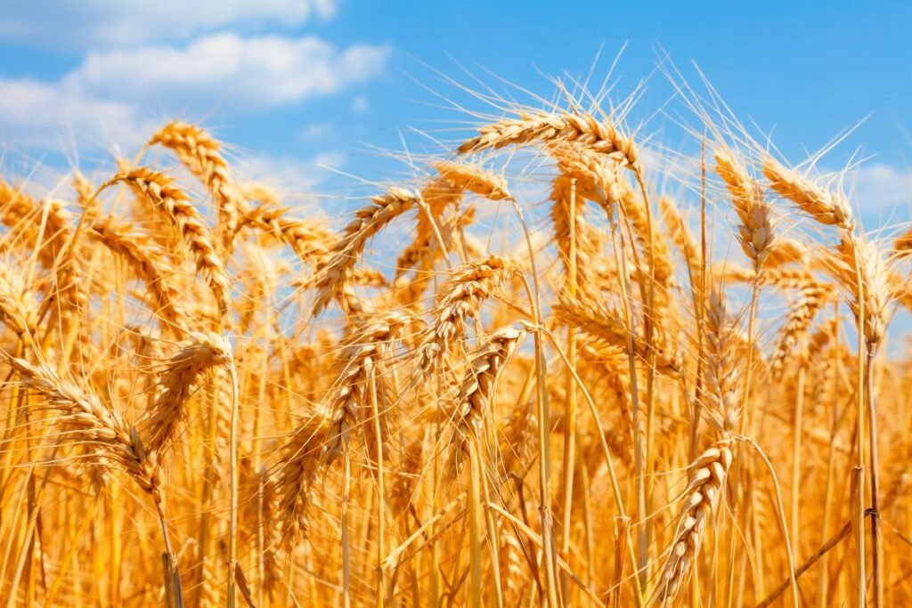 AB „Linas Agro“veiklos sritys