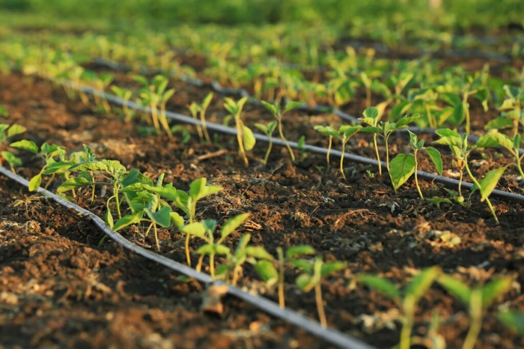 Kada sėti baklažanus 2025 metais?