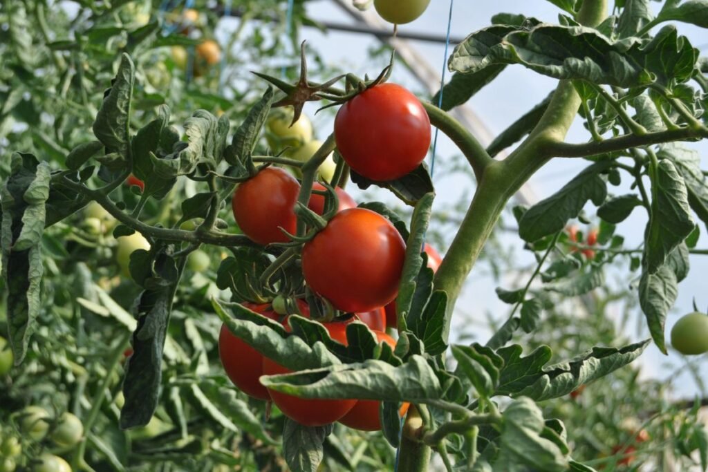 Kada sėti pomidorus 2025 m. gausiam ir sėkmingam derliui: sėjai palankios dienos pagal Mėnulio kalendorių