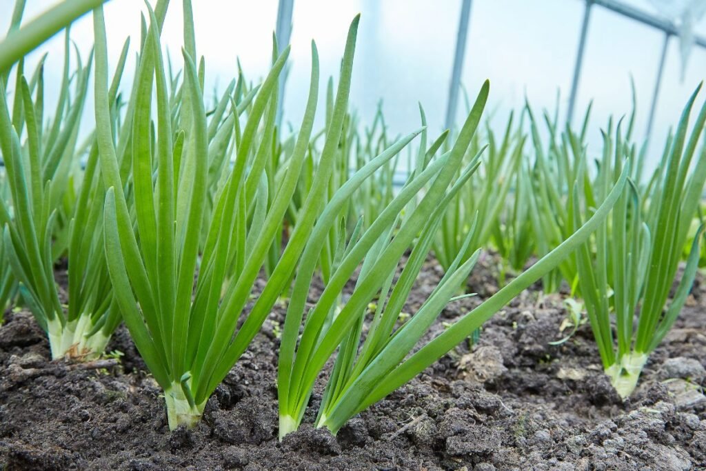 Kada sėti svogūnus 2025metais iš ropelių?