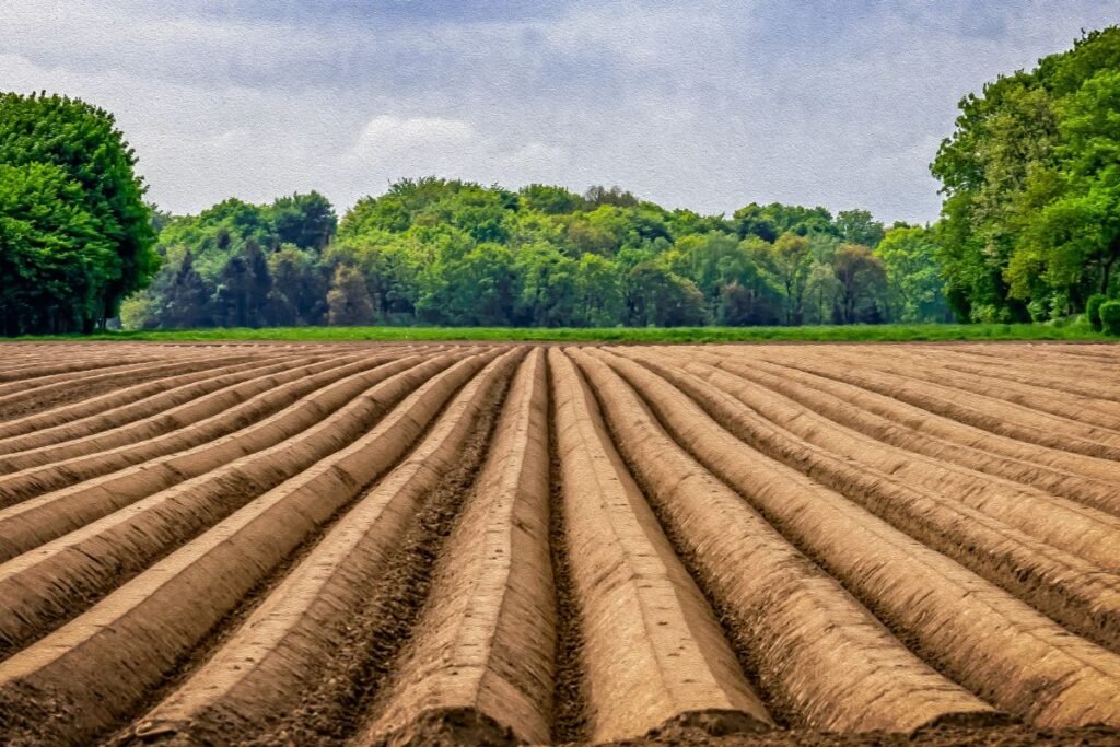 Smidrų auginimas: investicijos ir planavimas