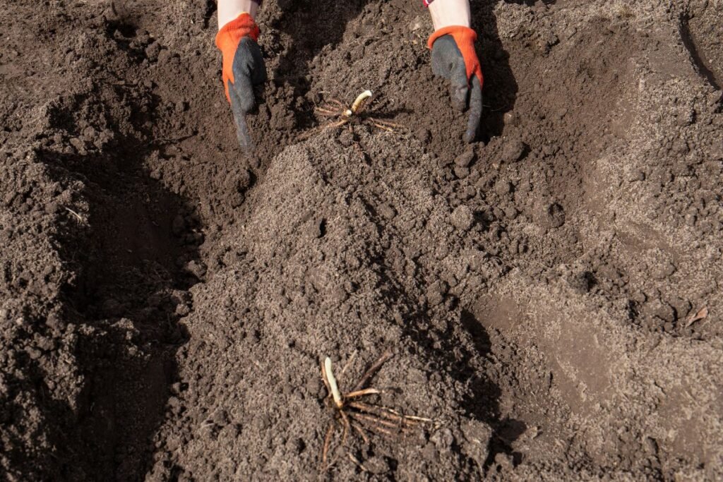 Smidrų sodinimas komercinėse plantacijose