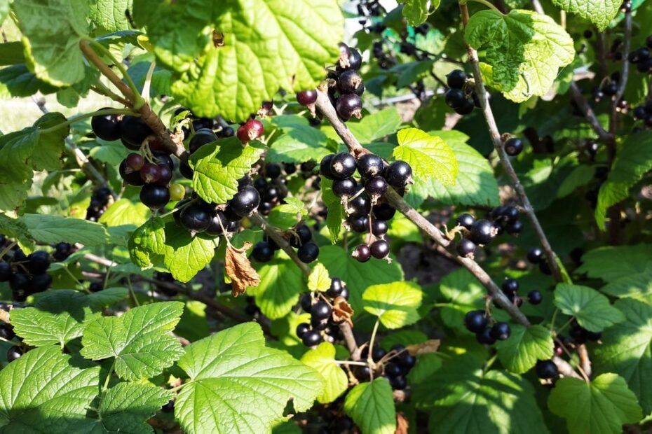 Geriausios juodųjų serbentų veislės. Kurias rekomenduojama rinktis versliniams ūkiams?
