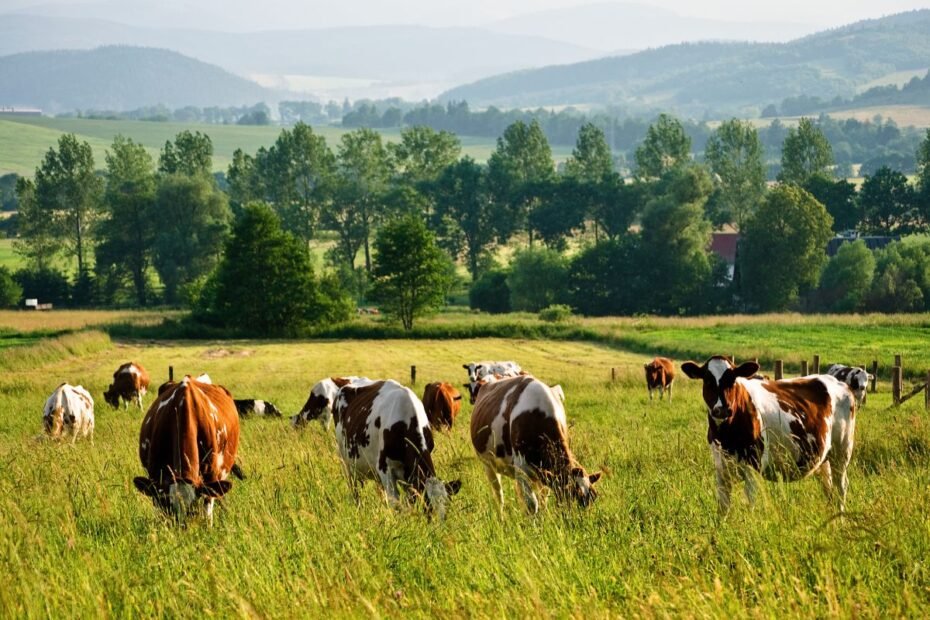 Karvių mastitas