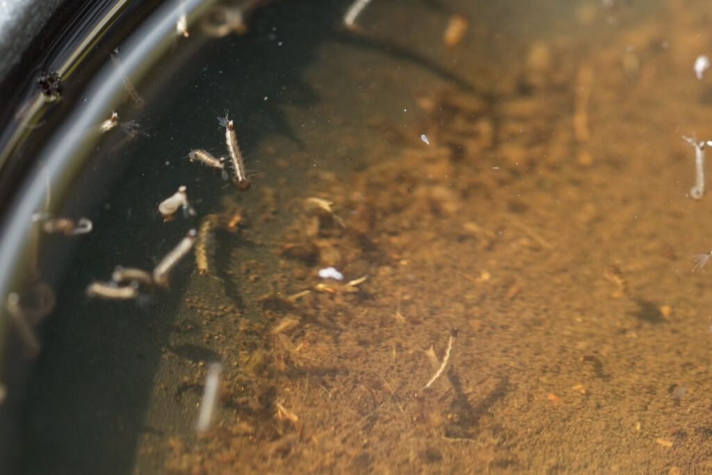 Uodų biologija ir veisimosi ypatybės