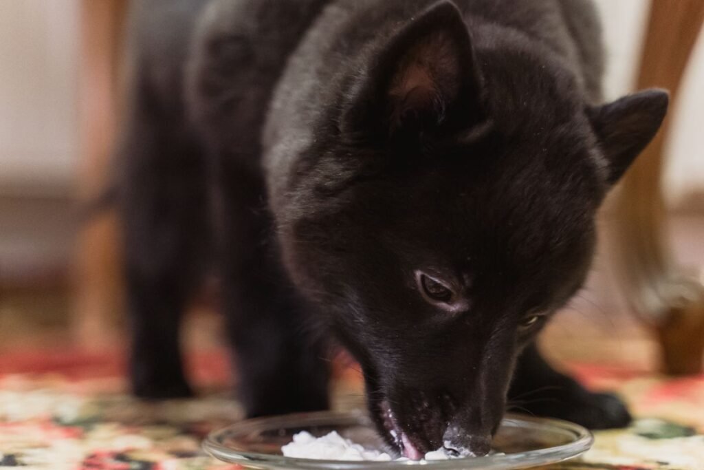 Ar galima šuniui duoti varškės: ką sako veterinarai?