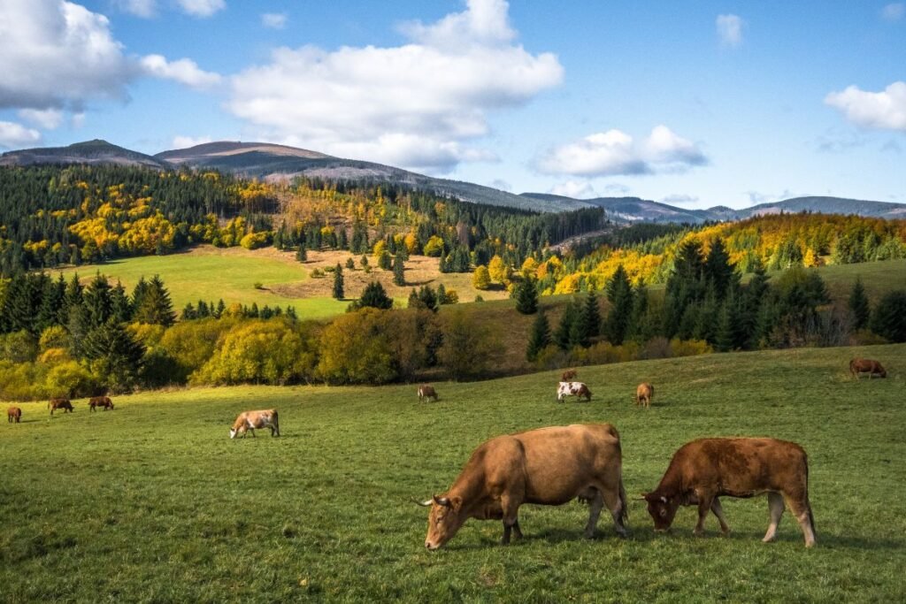 Mineraliniai papildai karvėms