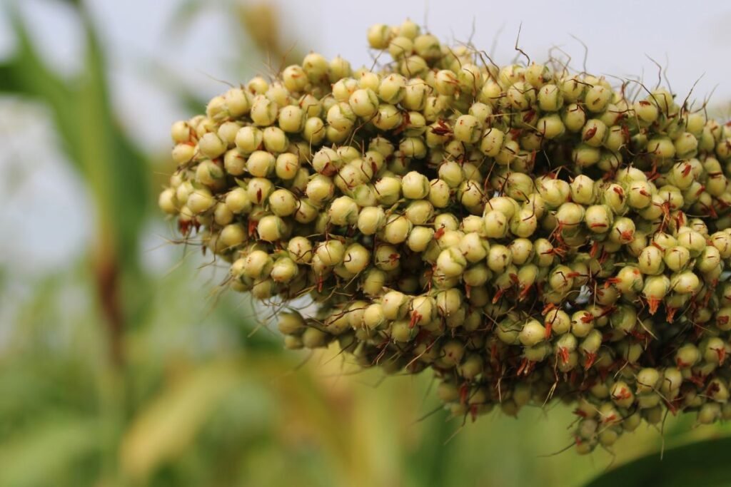 Sorgas: auginimo ypatumai