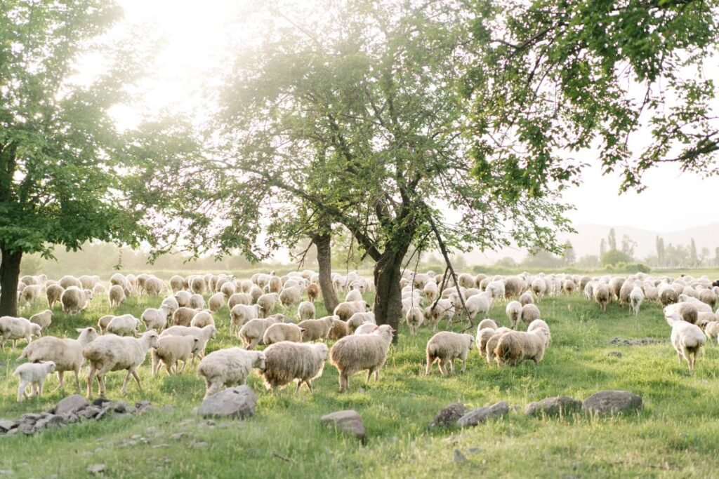 Avių auginimas
