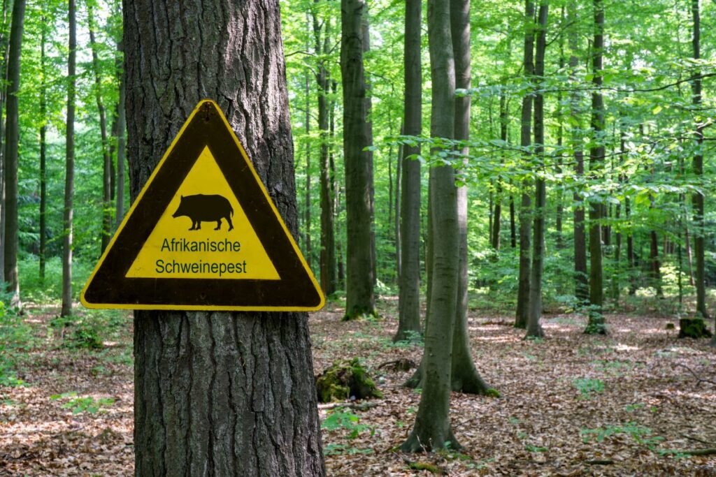 Afrikinis kiaulių maras