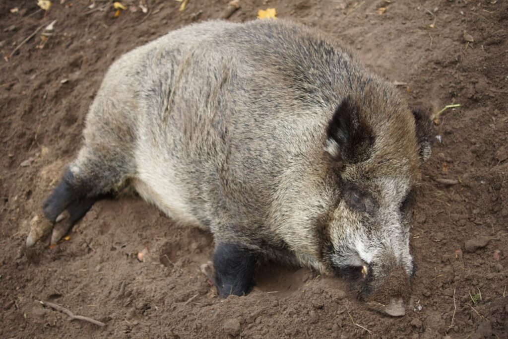 Afrikinis kiaulių maras