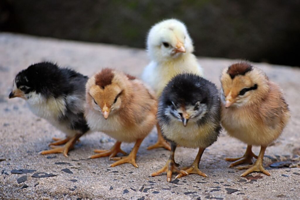 Kalakutų auginimas: jauniklių auginimas