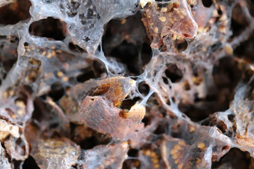 Maistinių kandžių naikinimas: kada ir kaip naudoti pesticidus?