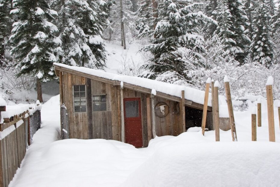 Vištidės žiemai: 7 esminiai patarimai, kaip paruošti vištidę, kad vištos dėtų kiaušinius ištisus metus