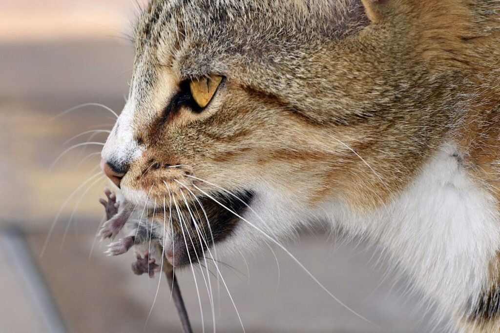Kokio ir kiek maisto duoti katei, kuri laisvai vaikšto lauke bei kokias grėsmes reikia įvertinti?