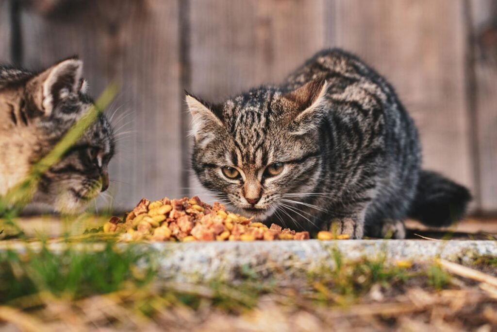 Kokio ir kiek maisto duoti katei, kuri laisvai vaikšto lauke bei kokias grėsmes reikia įvertinti?