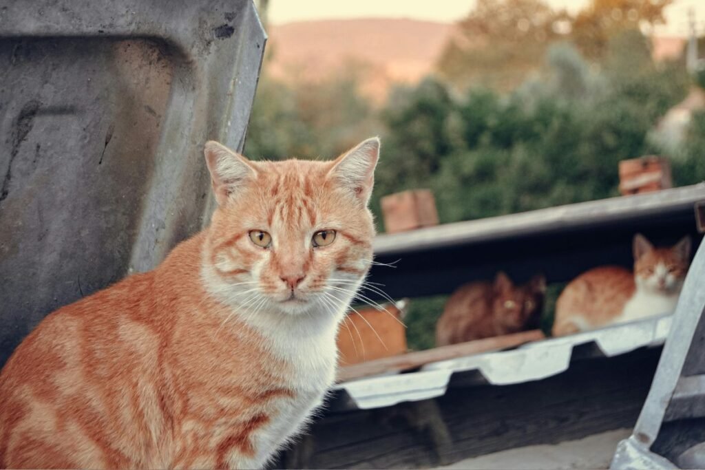Kokio ir kiek maisto duoti katei, kuri laisvai vaikšto lauke bei kokias grėsmes reikia įvertinti?