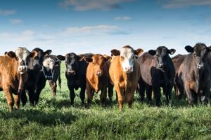 Mėsinių galvijų veislės