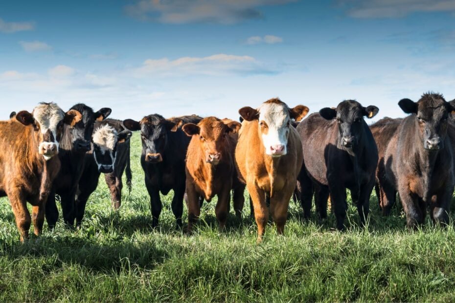 Mėsinių galvijų veislės