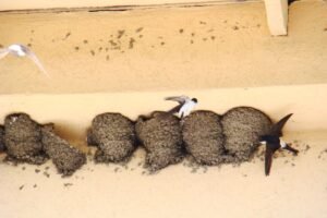 Įsikūrė paukščiai namo sienose ar pastogėse: ką ir kada reikia atlikti, kad pavasarį problema nesikartotų?