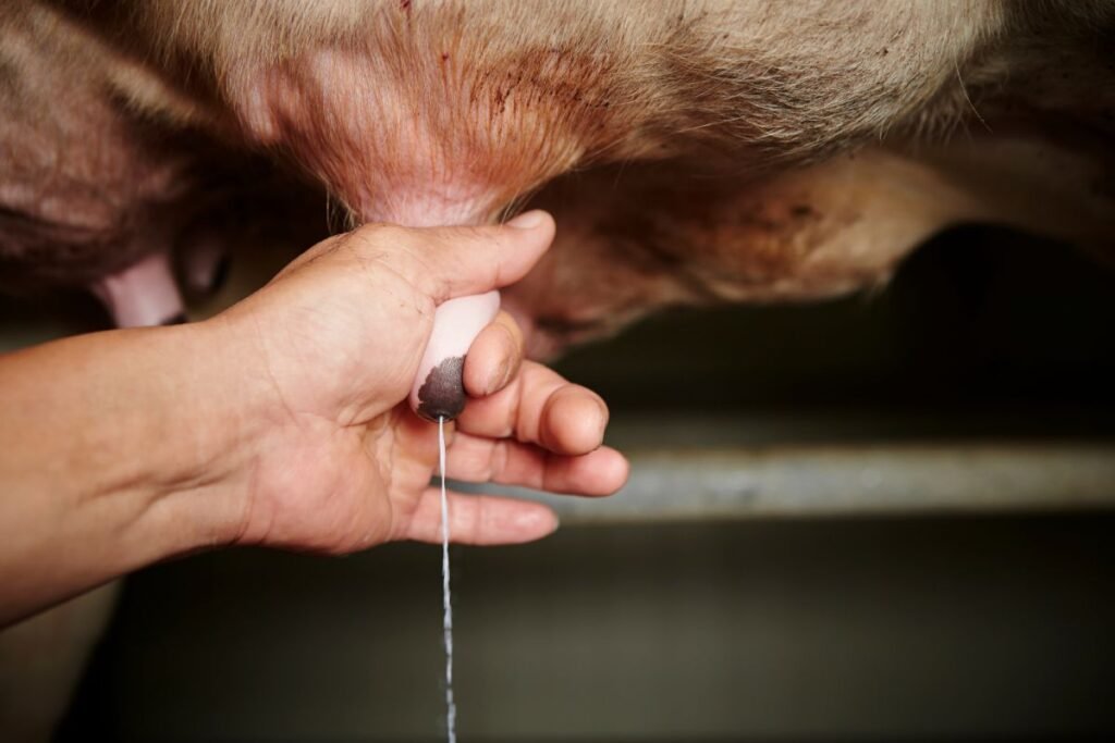 Somatinės ląstelės