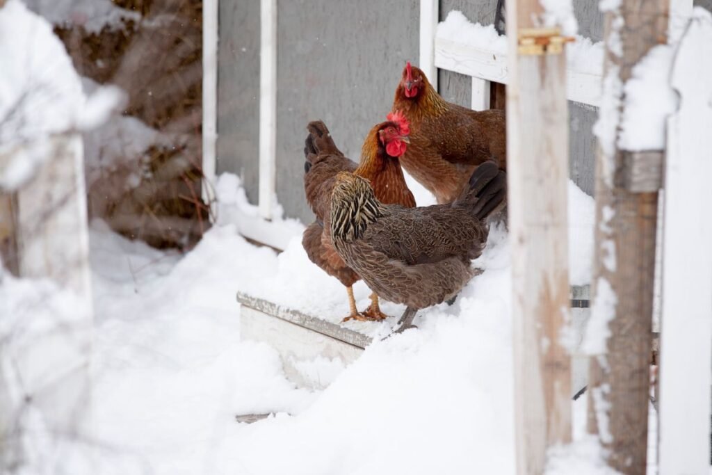 Vištų maitinimas žiemą