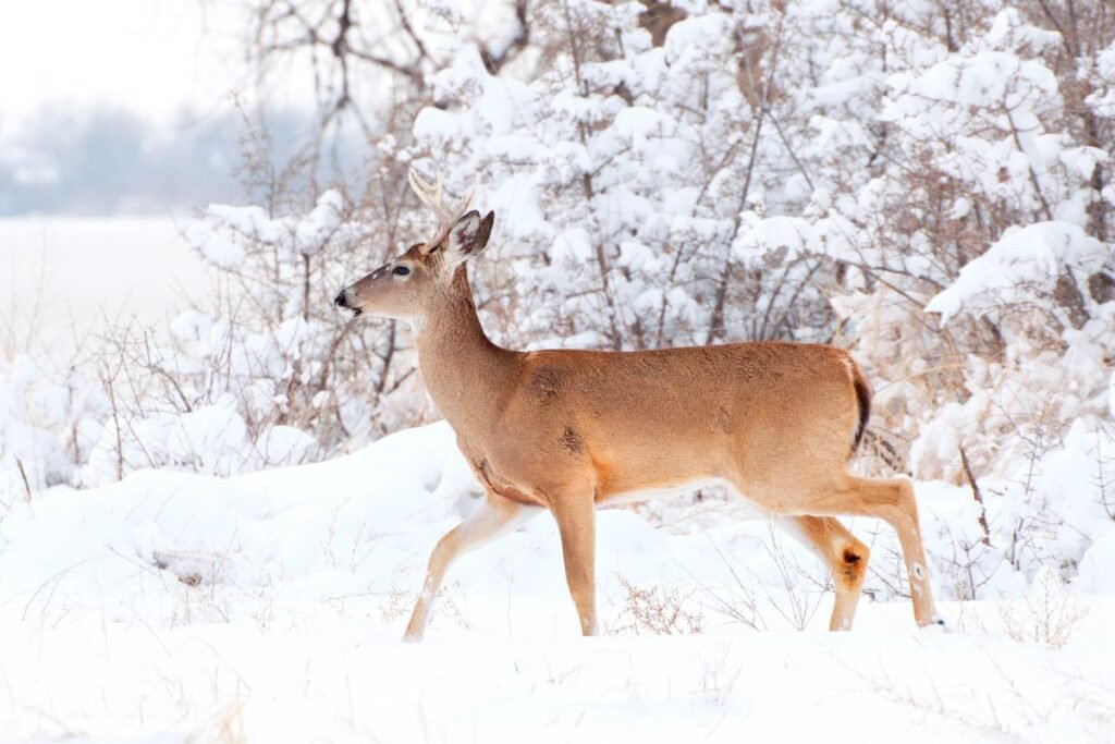 Apsauga nuo stirnų: repelentai – kvapų ir skonio galia