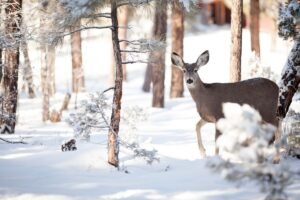 Apsauga nuo stirnų: nuo tvorų iki natūralių priemonių – kas veikia geriausiai?