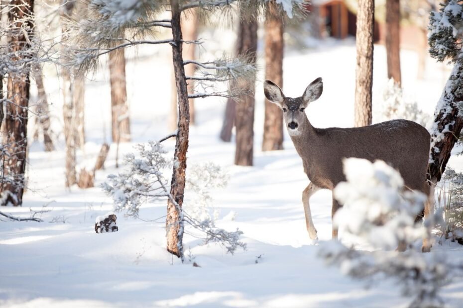 Apsauga nuo stirnų: nuo tvorų iki natūralių priemonių – kas veikia geriausiai?