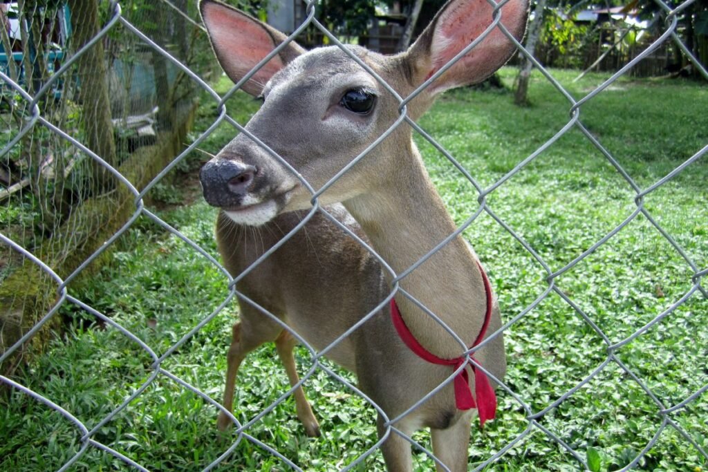 Apsauga nuo stirnų: tvora – patikimiausias sprendimas