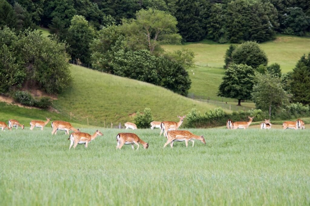 Kodėl verta auginti danielius?