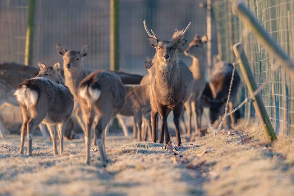Danielių auginimo perspektyvos