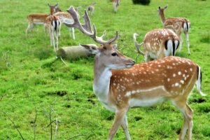 Danielių auginimas – perspektyvi veiklos kryptis Lietuvos ūkiams. Ar galima tikėtis paramos?