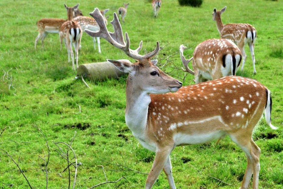 Danielių auginimas – perspektyvi veiklos kryptis Lietuvos ūkiams. Ar galima tikėtis paramos?