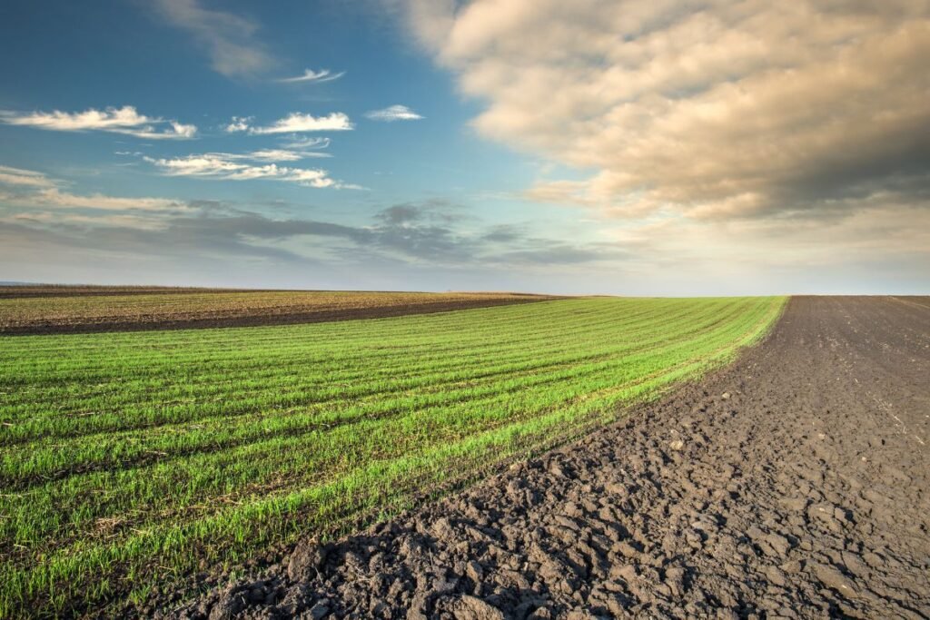 Kodėl dirbamos žemės nuomos kainos kyla?