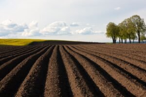 Dirbamos žemės nuomos kaina: kaip keičiasi rinka ir ko tikėtis ūkininkams?