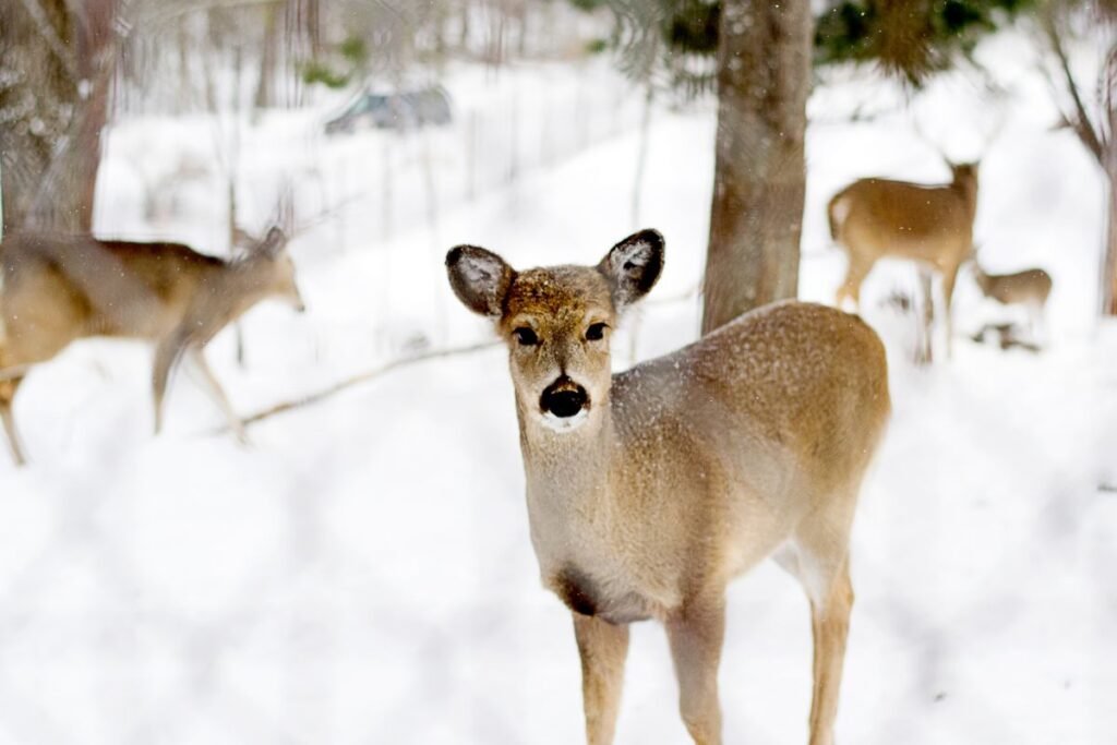 Ar elnių auginimas pelningas?