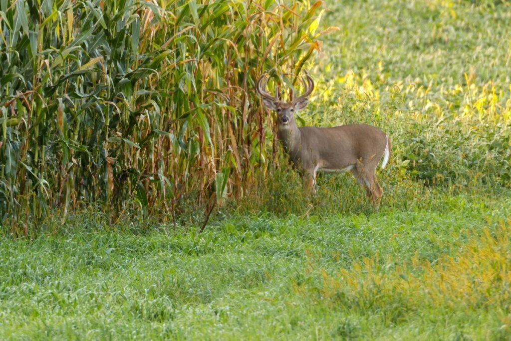 Ką reikia žinoti prieš pradedant?