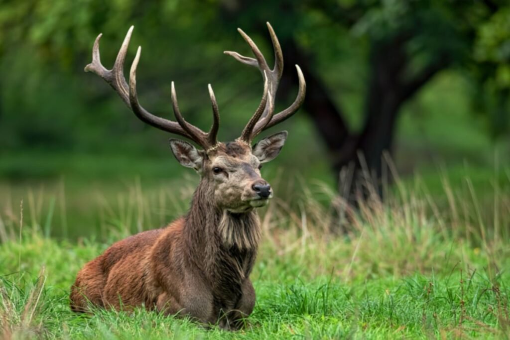 Kodėl elnių auginimas domina ūkininkus?