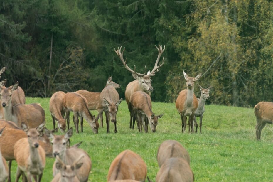 Elnių auginimas Lietuvoje – perspektyvi ūkininkavimo šaka. Kokios paramos galima tikėtis?
