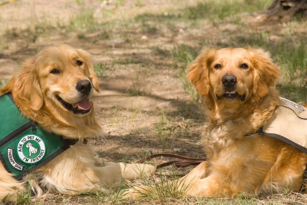 Gyvūnų parengimas ir savininkų kompetencijos