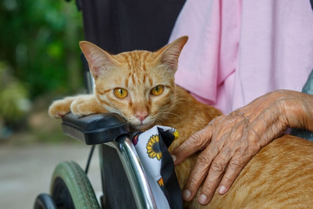 Kas yra gyvūnų terapija