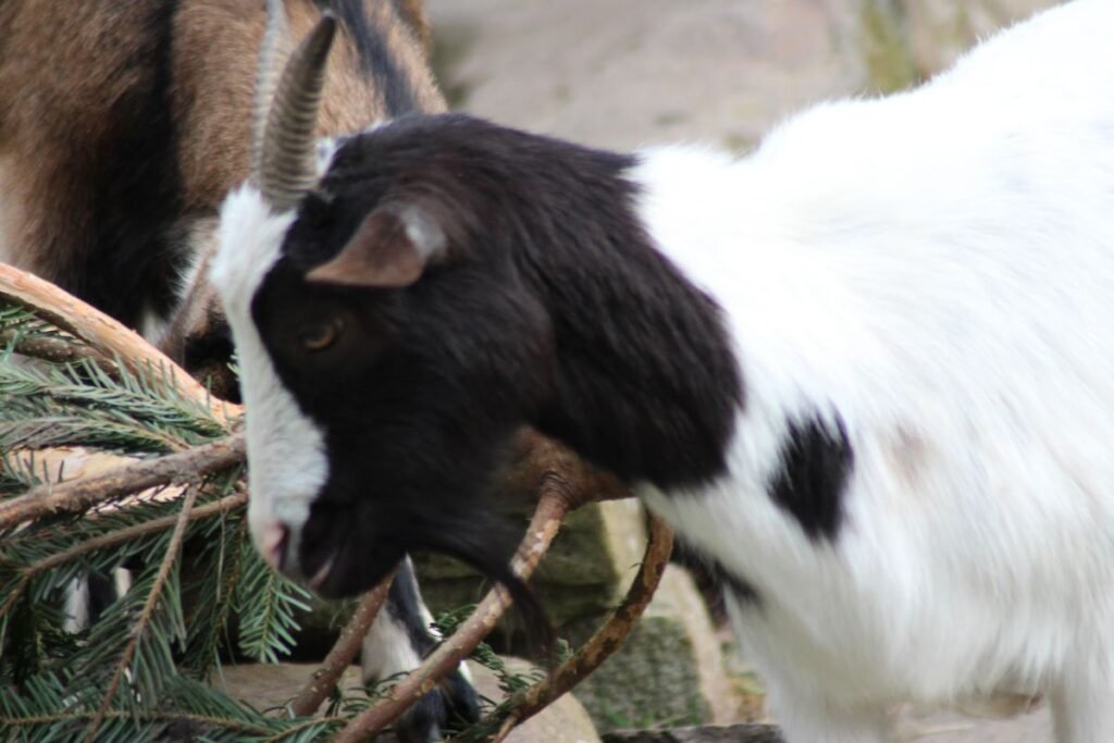Ožkos – tikros eglučių perdirbėjos