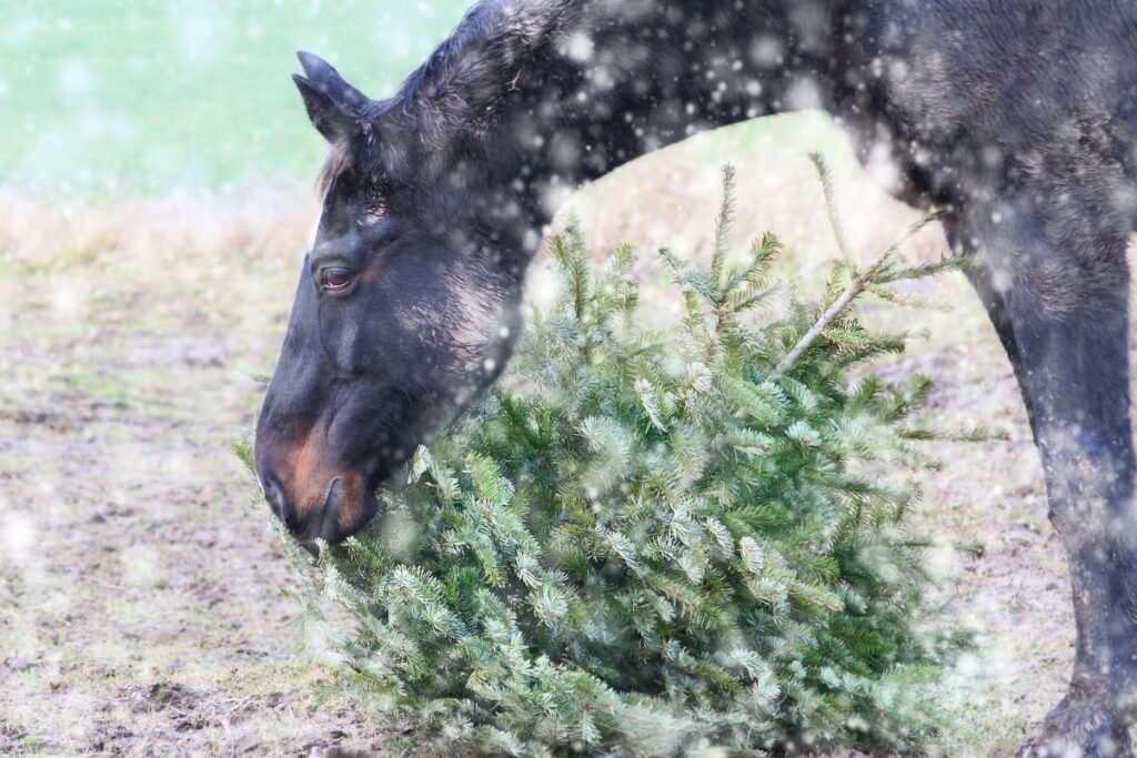 Arkliai – saikingi eglučių mėgėjai