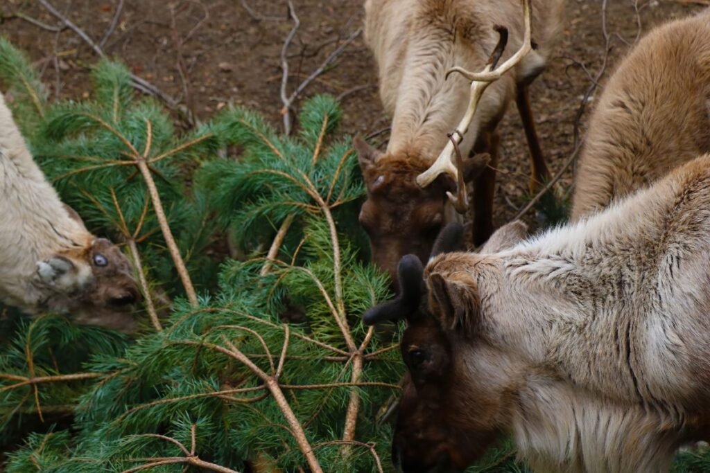  Stirnos ir elniai – svečiai iš miško