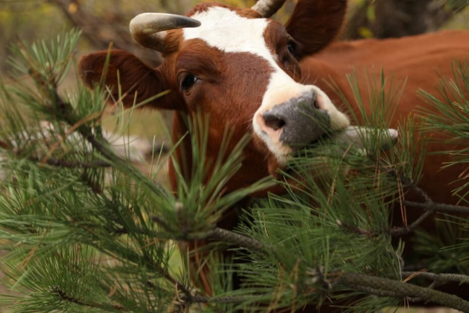 Kur dėti eglutę po švenčių? Paverskite ją skanėstu ūkio gyvūnams 🎄🐴