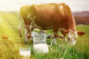 Pieno supirkimo kainos