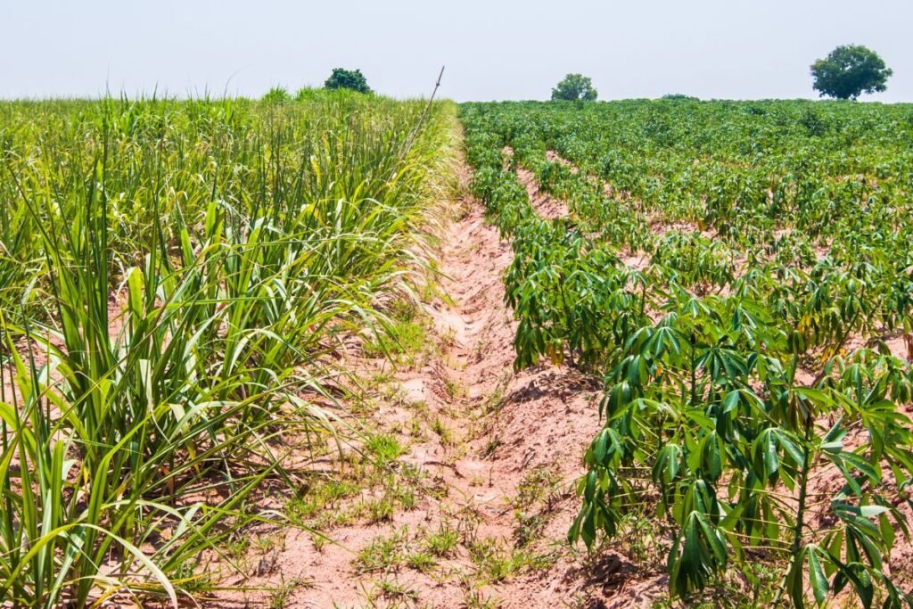 Kas yra sėjomaina ir kaip tai atrodo praktiškai: visapusiškas vadovas su pavyzdžiais