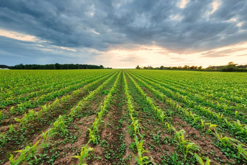 Kas yra sėjomaina ir kaip tai atrodo praktiškai: visapusiškas vadovas su pavyzdžiais