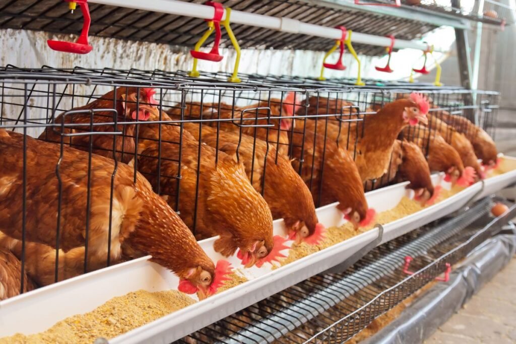 Grandininės šėrimo sistemos paukščiams